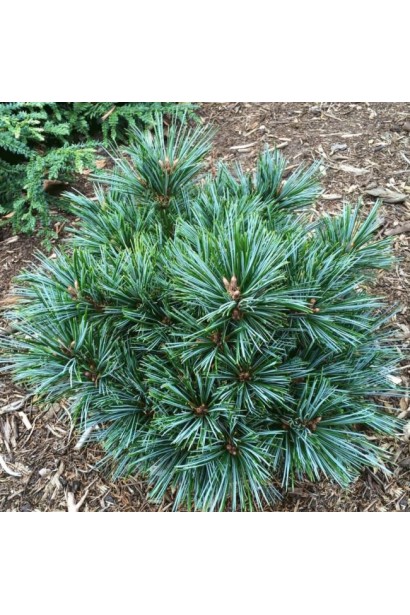 Сосна корейська Блю Болл